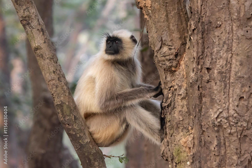 Obraz premium Langur monkey
