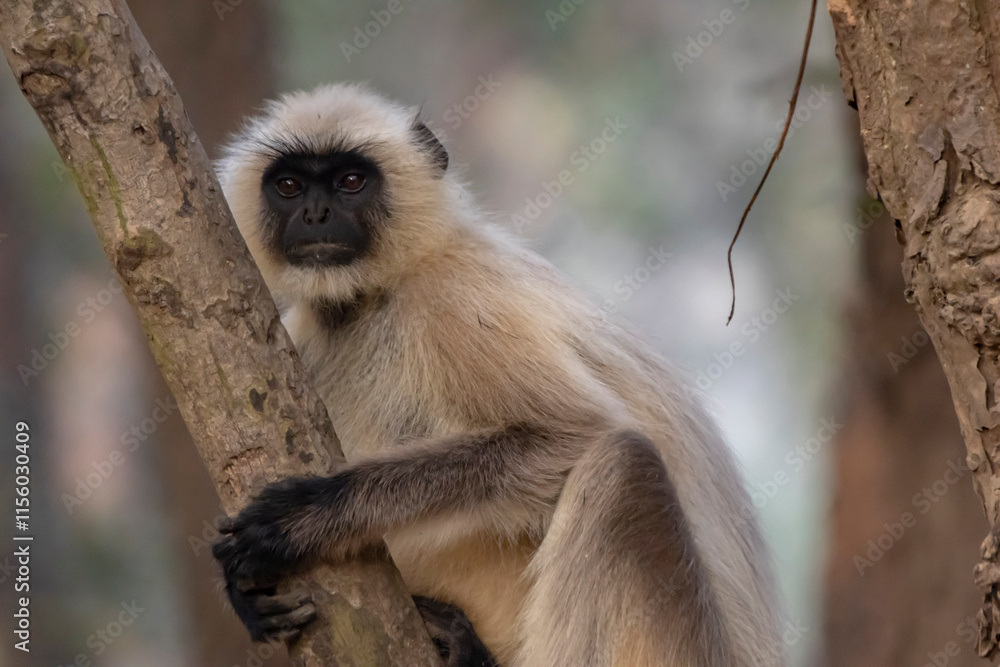 Obraz premium Langur monkey
