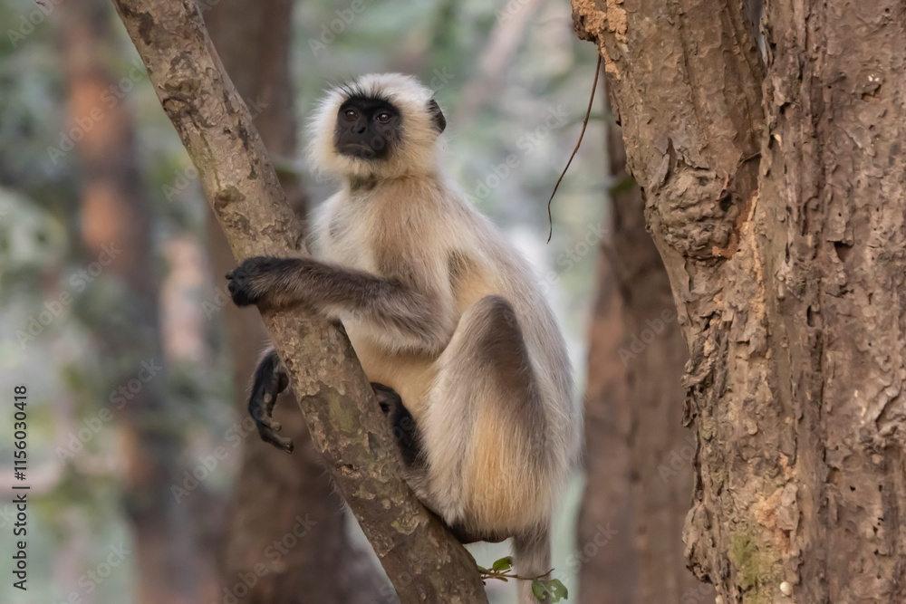 Obraz premium Langur monkey