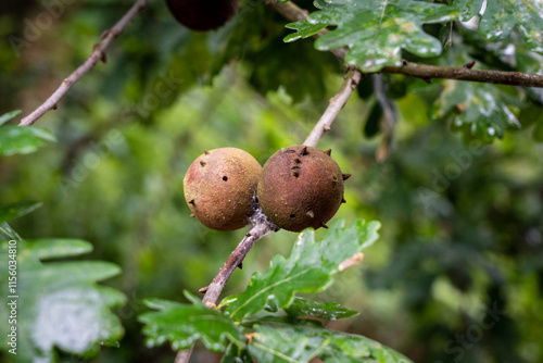 Close-up of oak marble galls on a branch surrounded by green leaves in a natural environment reflecting early summer growth