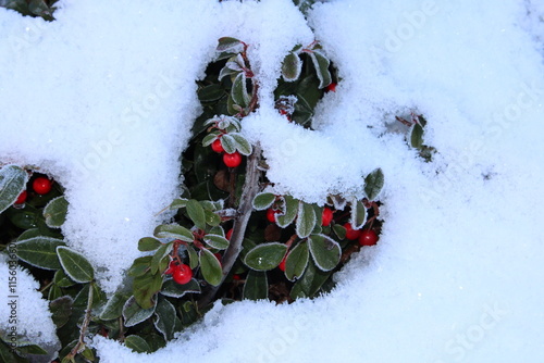 chrismas bush in the snow