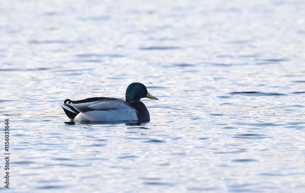 Obraz premium male mallard from the side the morning sun, duck at blue hour, colourful duck in the evening sun, male mallard on the lake, Mallard surrounded by gentle pastel-coloured waves, pastel-coloured waves