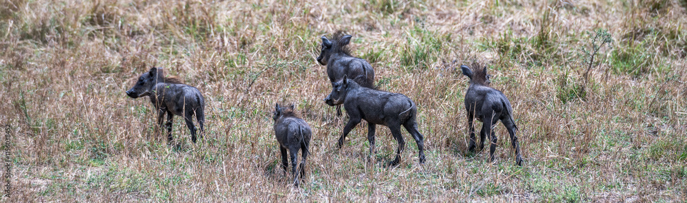 Fototapeta premium Safaritour in der Serengeti