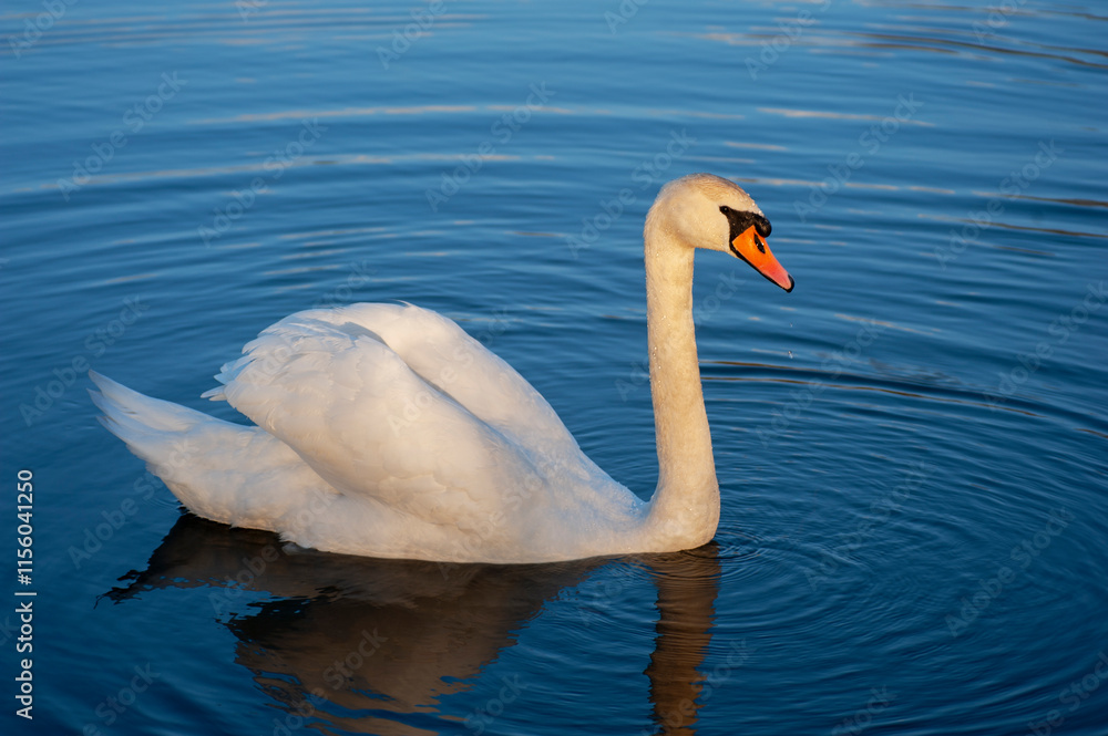 White swan onlake shore. Swan on beach. Swan on shore White swan onlake shore. Swan on beach. Swan on shore