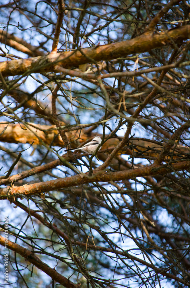Long-tailed titmouse Long-tailed titmouse