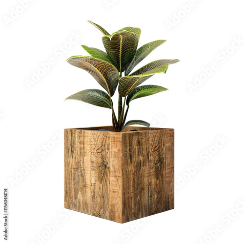 Wooden Plant on Transparent Background photo