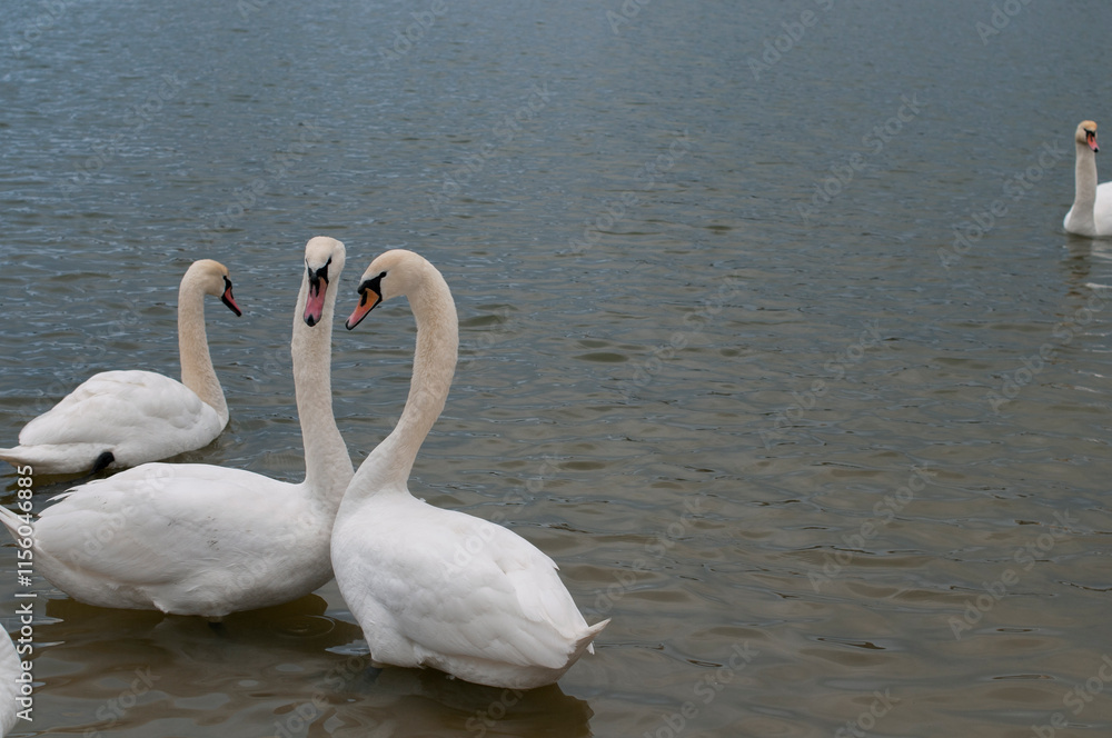 Obraz premium Two white swans couple in love. Swans in water