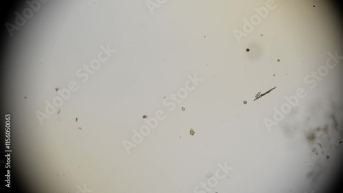 Wallpaper Mural Looking through phytoplankton for dinoflagellates under the microscope for research Torontodigital.ca