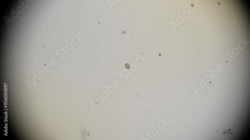 Wallpaper Mural Dinoflagellates under the microscope for research Torontodigital.ca