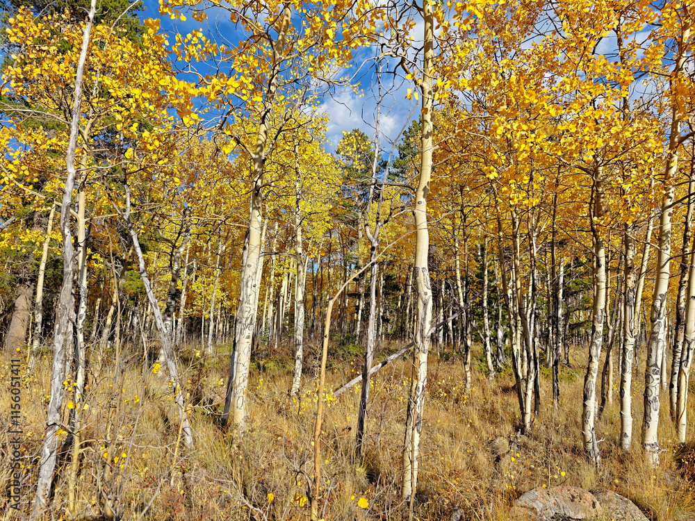 Fototapeta premium Colorado fall colors