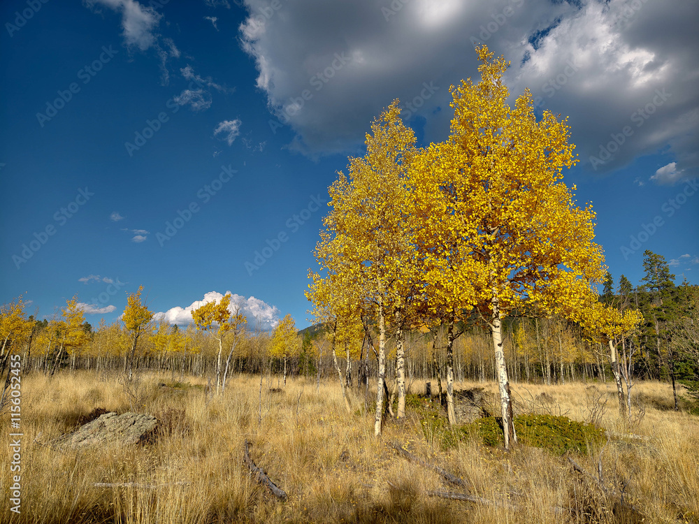 Fototapeta premium Colorado fall colors