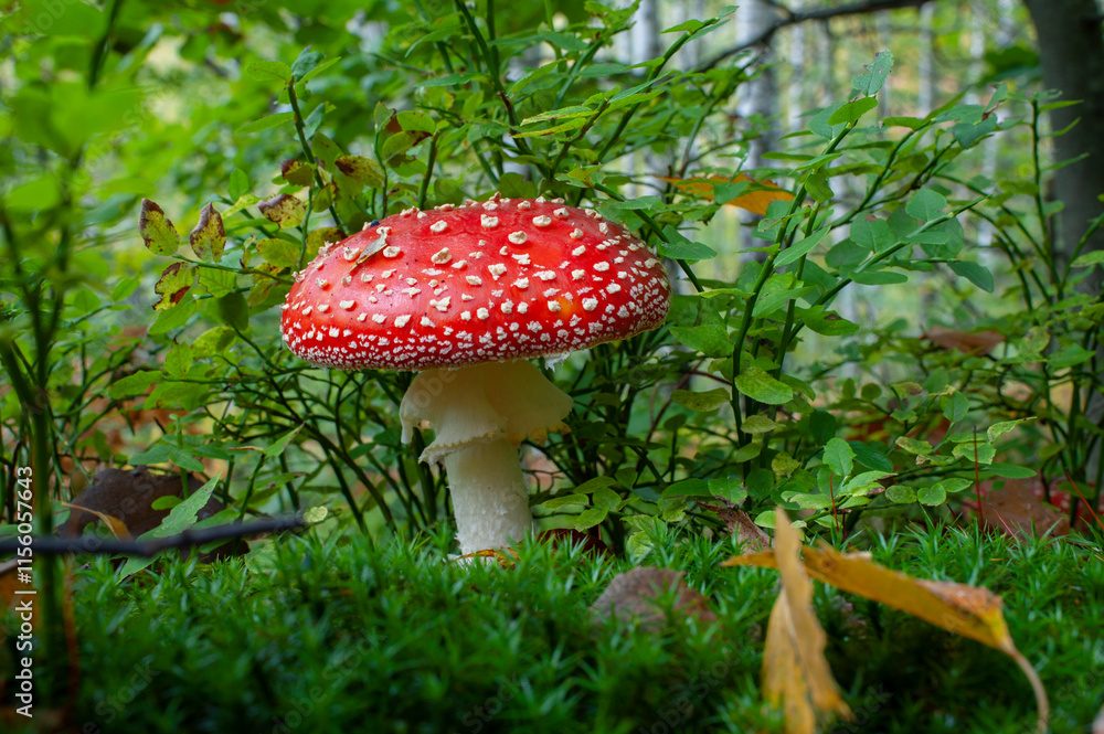 Autumn background, toadstool in a light forest. autumn season Toadstool, wild poisonous red mushrooms in yellow-orange fallen leaves. mushroom harvest concept. Autumn background, toadstool in a light forest. autumn season Toadstool, wild poisonous red mushrooms in yellow-orange fallen leaves. mushroom harvest concept.