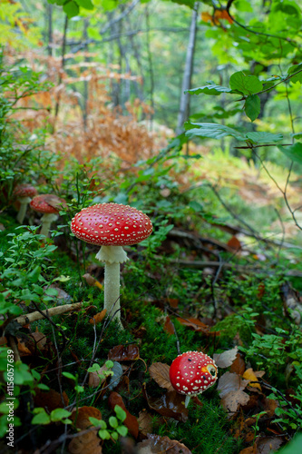 Wallpaper Mural Autumn background, toadstool in a light forest. autumn season Toadstool, wild poisonous red mushrooms in yellow-orange fallen leaves. mushroom harvest concept. Torontodigital.ca