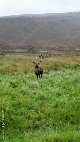 incredible motion duck deer sprinting away across vibrant green field to protect herd doe deers scotland urgency instinctive slow run after wildlife nature scenic landscape exploration 