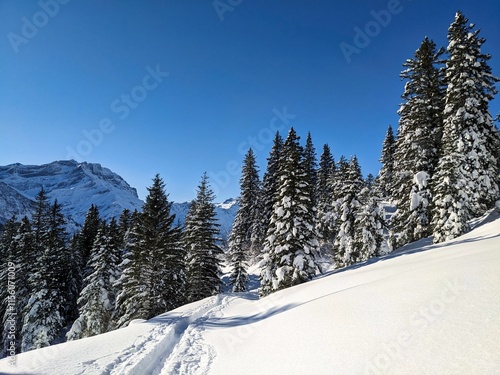 Stunning Winter Landscape Featuring SnowCovered Trails Alongside Majestic Pine Trees in Scenic Nature photo