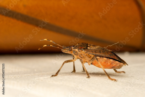 Punaise diabolique - Halyomorpha halys photo