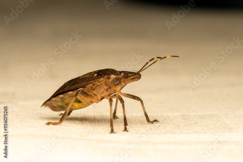 Bild auf Leinwand Punaise diabolique - Halyomorpha halys