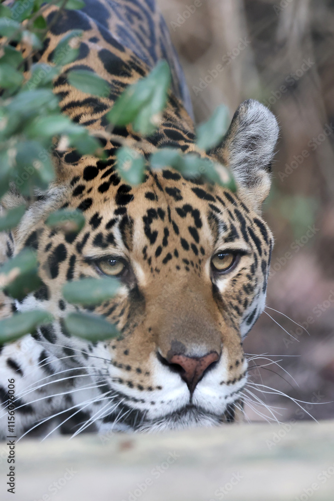 portrait of a Jaguar (Panthera Onca)
