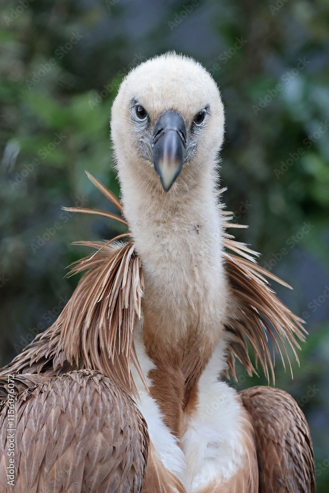 Eurasian griffon vulture (Gyps fulvus)