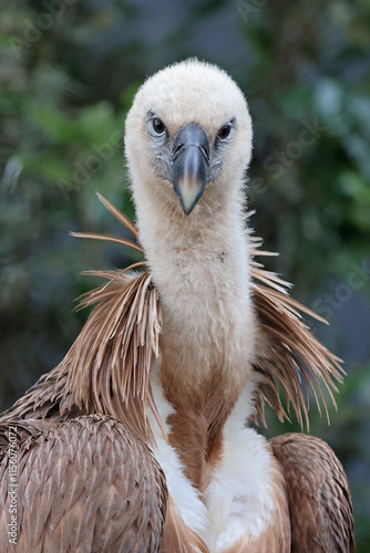 Obraz na płótnie Eurasian griffon vulture (Gyps fulvus) w salonie