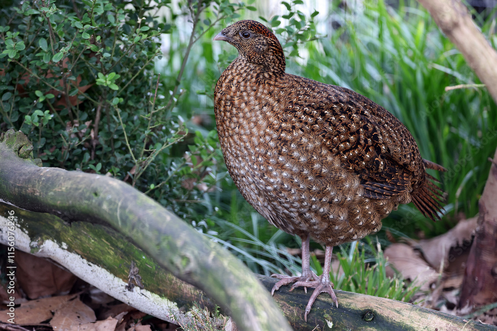 Satyr tragopan (Tragopan satyra) female bird