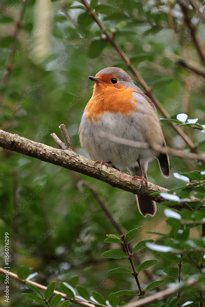 Robin (European robin) sitting on branch in park