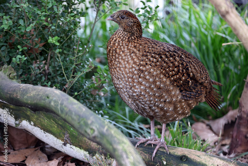 Obraz na płótnie Satyr tragopan (Tragopan satyra) female bird w salonie