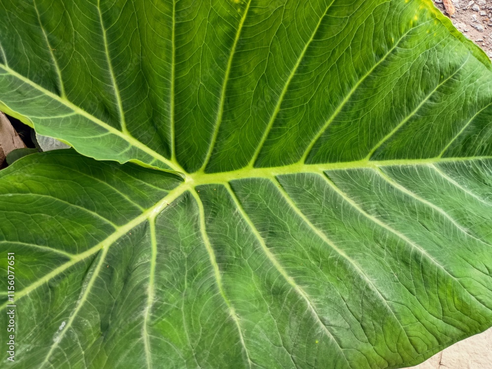 green leaf texture green leaf texture