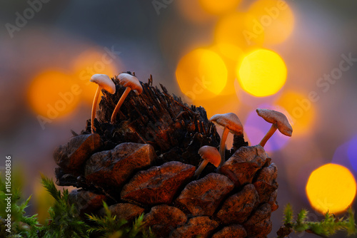 Cute mushrooms, the hidden heroes of nature. mushrooms that grow inside pine cones. Nature background.  photo