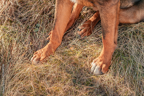 Obraz na płótnie Close up of a Greater Swiss Mountain Dog's paws resting on dry grass in a field w salonie