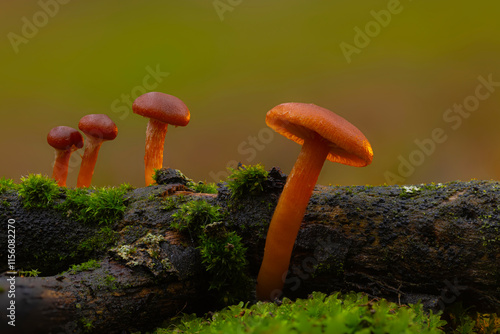 Cute mushrooms, the hidden heroes of nature. Nature background.  photo