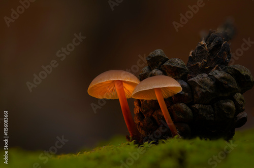 Cute mushrooms, the hidden heroes of nature. Nature background.  photo