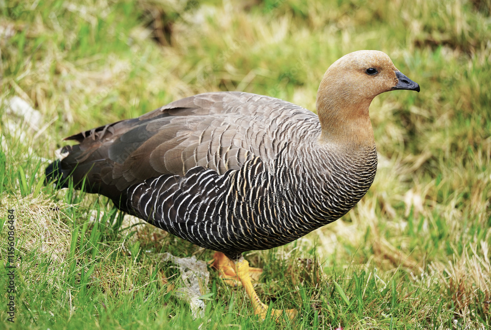 goose in Tierra del Fuego in South America goose in Tierra del Fuego in South America