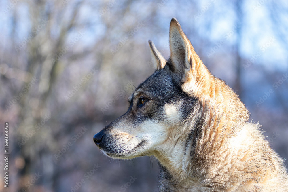 Naklejka premium close up of a Portrait of a Czechoslovakian Wolfdog female, blue eye