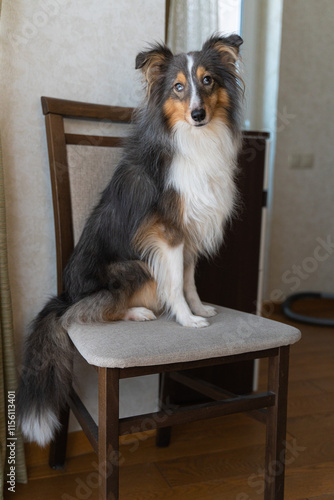 Cute tricolor brown grey dog sheltie with heterochromia eyes in home. Shetland sheepdog indoor on chair