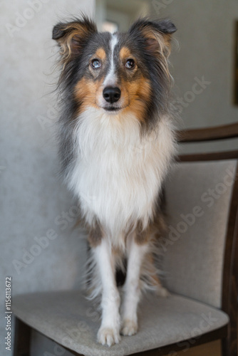 Cute tricolor brown grey dog sheltie with heterochromia eyes in home. Shetland sheepdog indoor on chair
