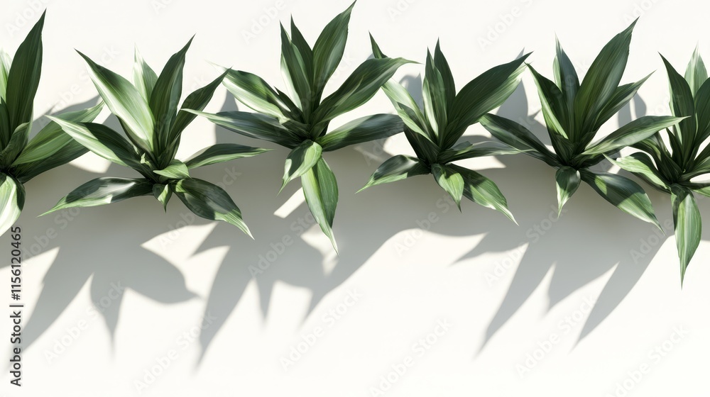 Fototapeta premium Lush green plants row with shadows on white background.
