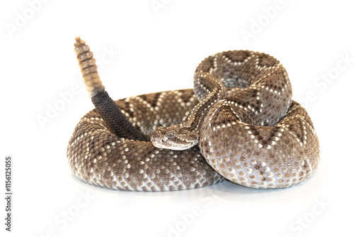 Canvastavla Rattlesnake viper isolated in white background (Crotalus durissus)