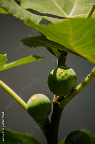 green figs on the branch