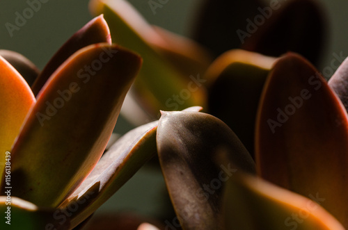 close up of succulent brown leaves