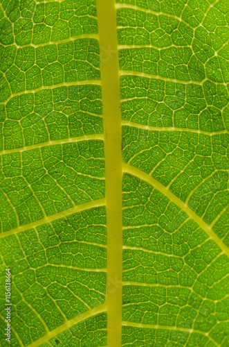 green leaf texture macro close up