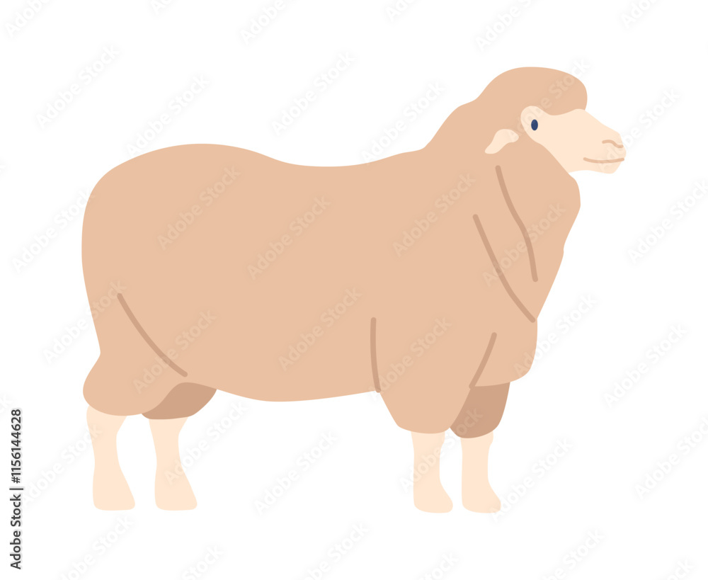 Dorset fur sheep breed vector illustration Dorset fur sheep breed vector illustration