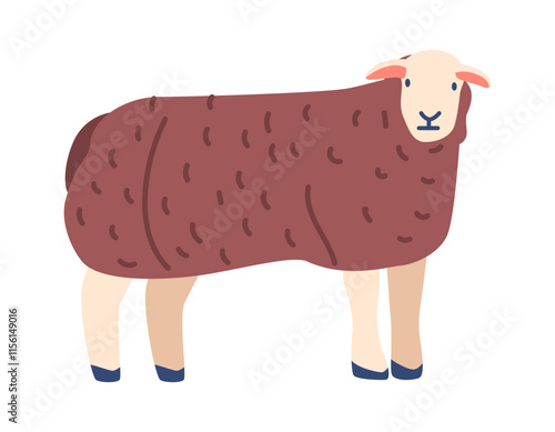 Long wool sheep breed vector illustration