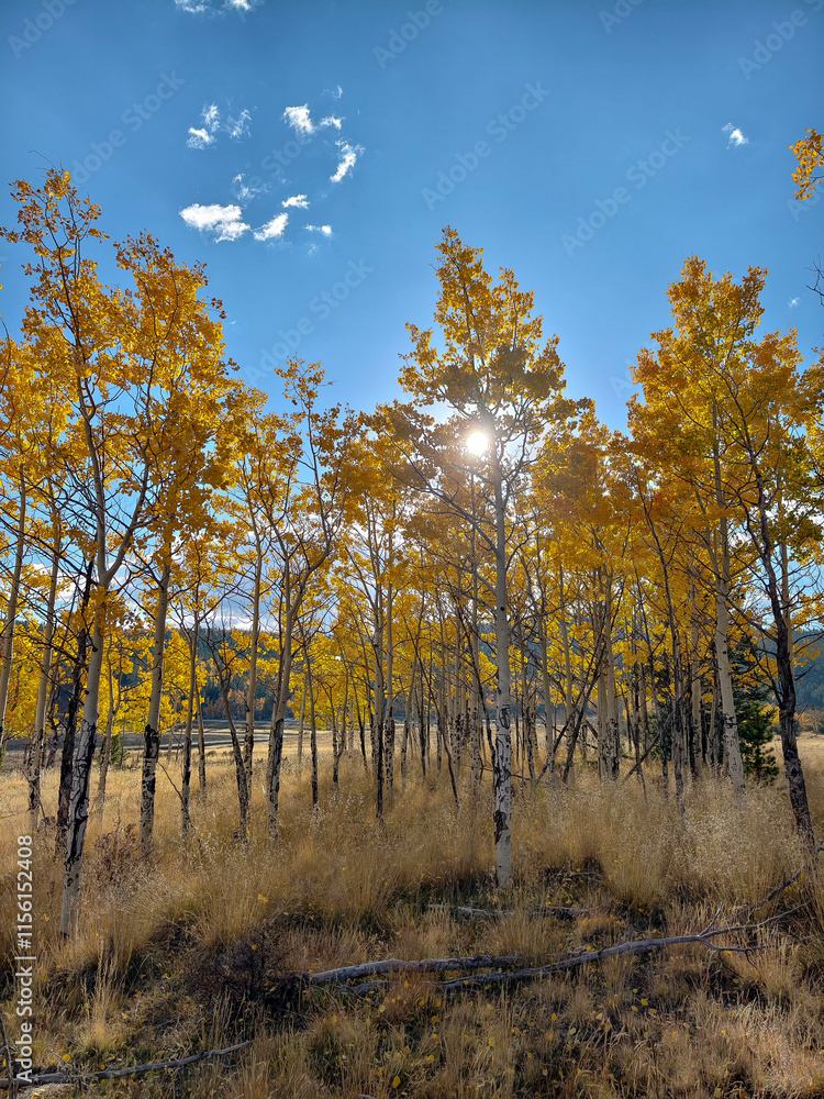 Fototapeta premium Various Colorado Fall/Autumn colors in mountains aspen trees. Western American autumn landscape with distinctive aspen trees displaying golden fall foliage