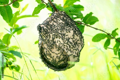 Wasp nest on tree branch in Brazilian rainforest photo