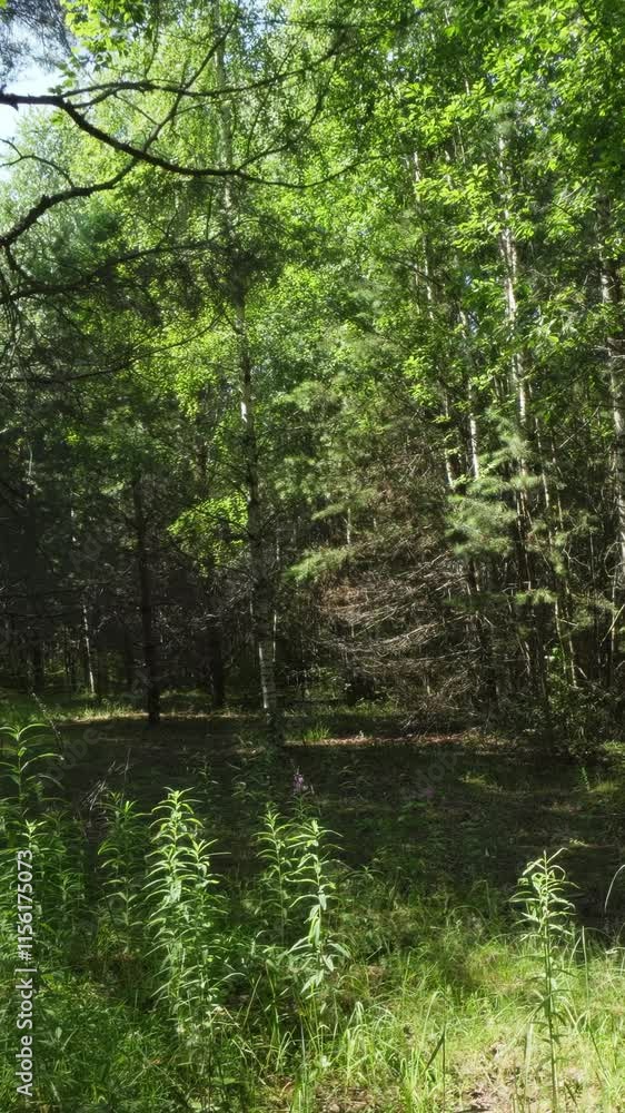 A Vibrant and Lush Forest Scene Featuring Abundant Green Foliage and Tall Trees All Around. Clip A Vibrant and Lush Forest Scene Featuring Abundant Green Foliage and Tall Trees All Around. Clip