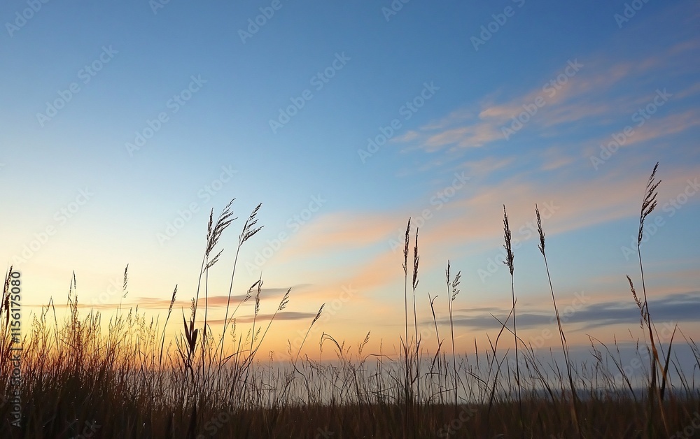 Silhouetted tall grass at sunset with a colorful sky. Silhouetted tall grass at sunset with a colorful sky.
