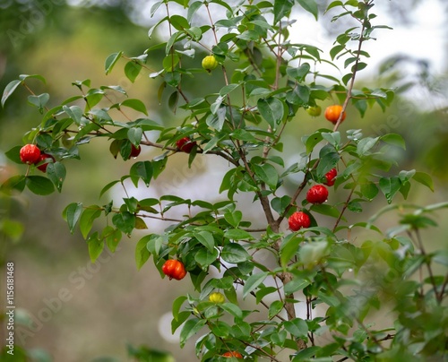 Ripe pitanga fruits Eugenia uniflora,on the tree and blurred background photo