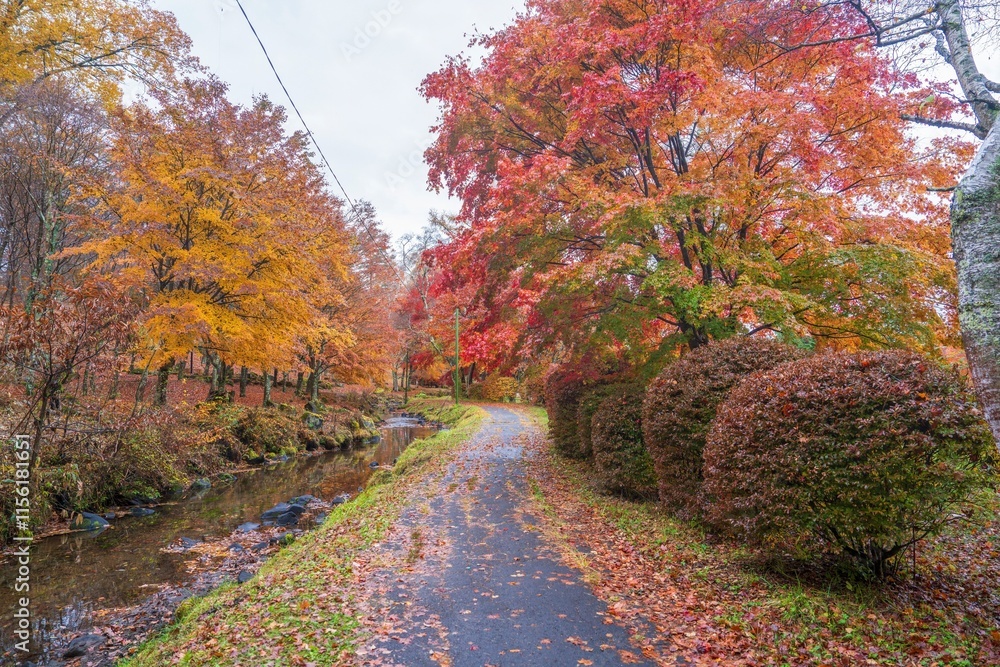 Fototapeta premium 前日の雨にしっとりと濡れたカラフルなモミジの紅葉に囲まれた遊歩道の情景