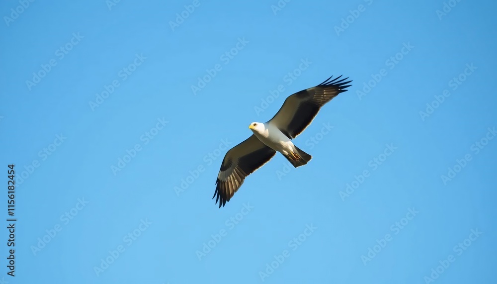 White bellied Sea Eagle Soaring High in Clear Blue Sky White bellied Sea Eagle Soaring High in Clear Blue Sky